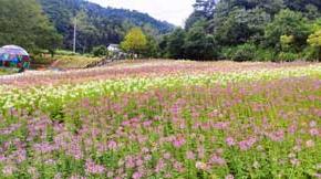 新余仙女湖醉蝶花花海